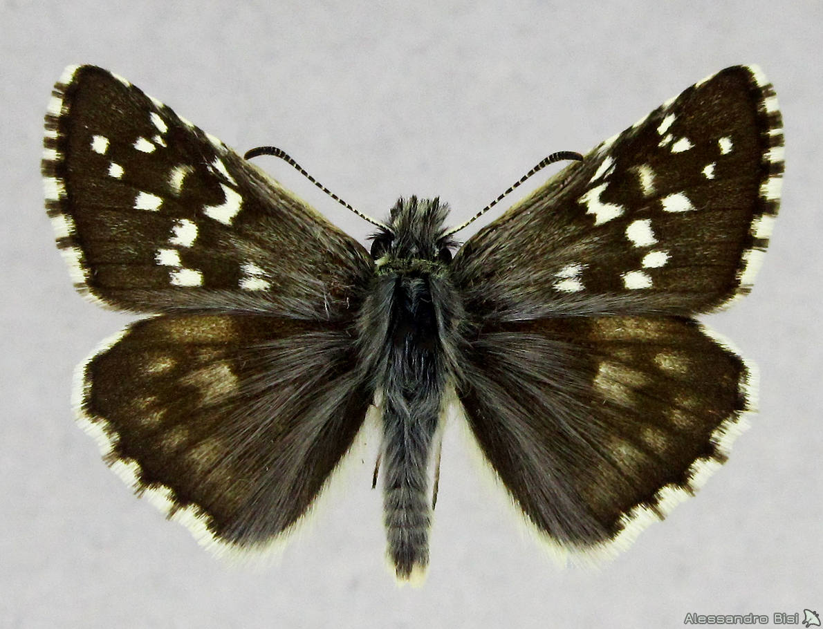 Pyrgus alveus