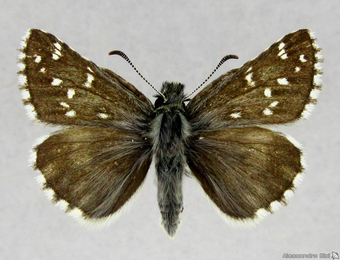 Pyrgus cacaliae