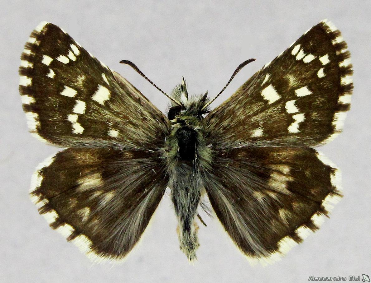 Pyrgus cirsii