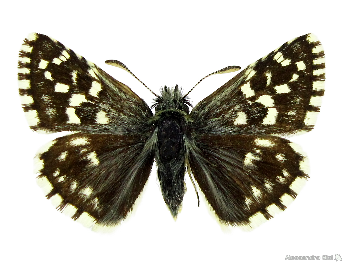 Pyrgus malvae