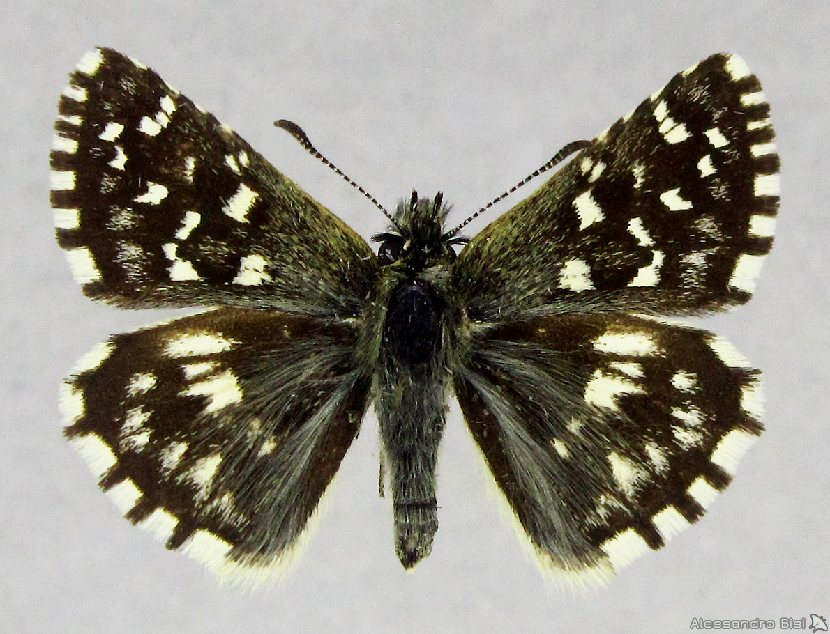 Pyrgus malvoides