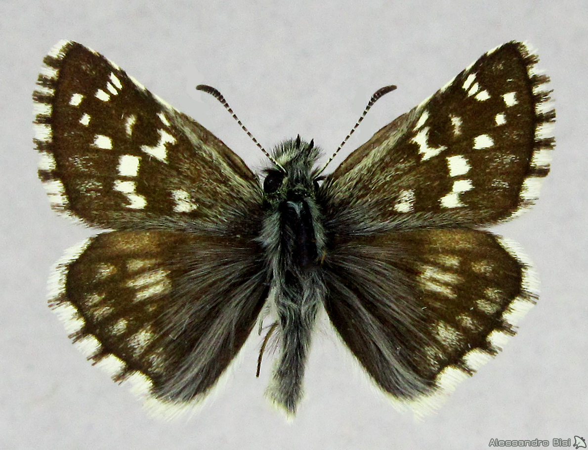 Pyrgus serratulae