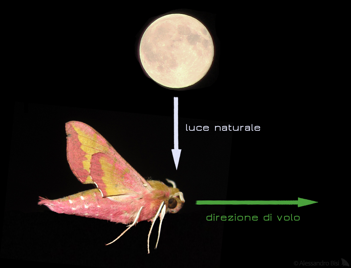 Le falene e la luce artificiale