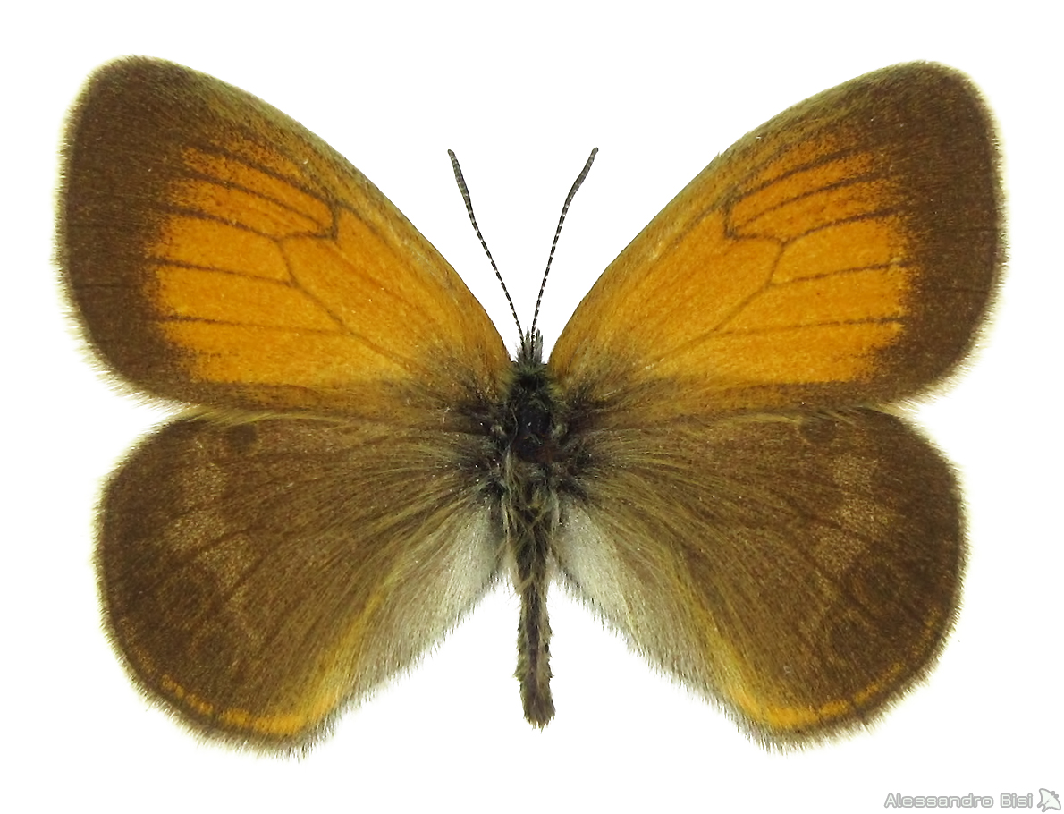 Coenonympha darwiniana