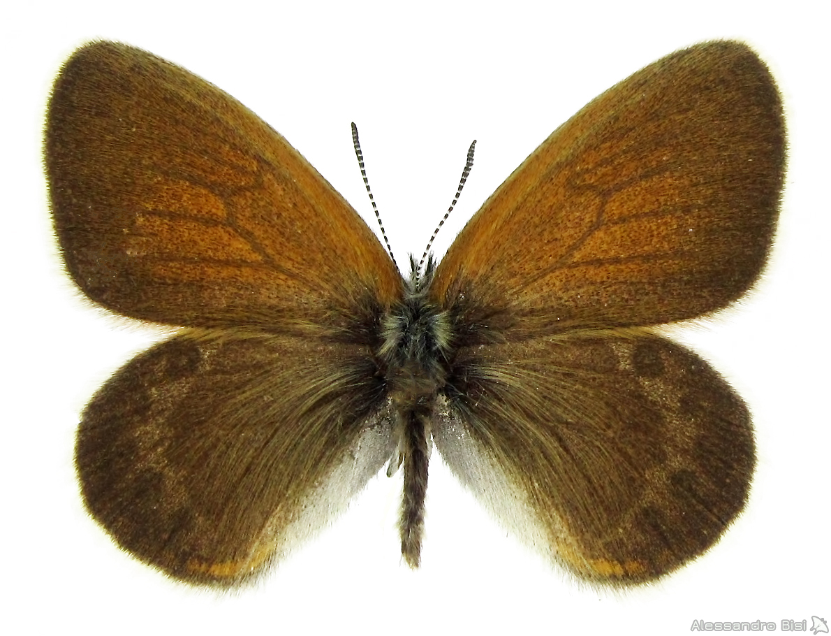 Coenonympha gardetta