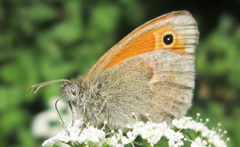 Coenonympha pamphilus