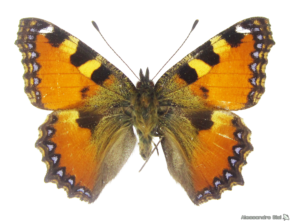 Aglais ichnusa