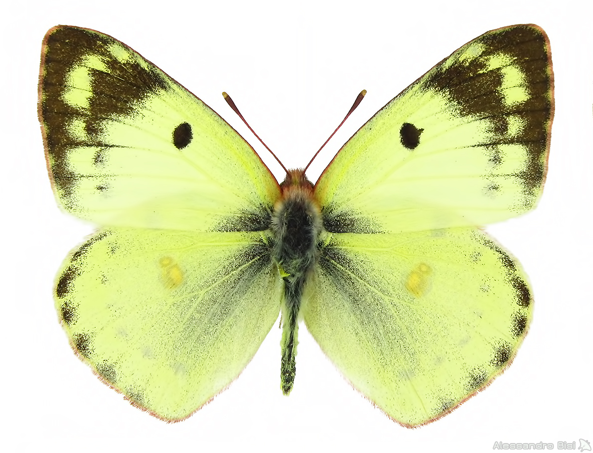 Colias hyale