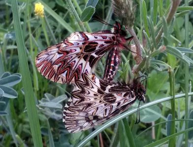 Zerynthia-polyxena_LIG-IM_Castelvittorio-AgriturismoRifugio-1125m_11_V_2018_fotoDanielChianea_id112012_p