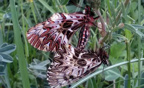 Zerynthia polyxena