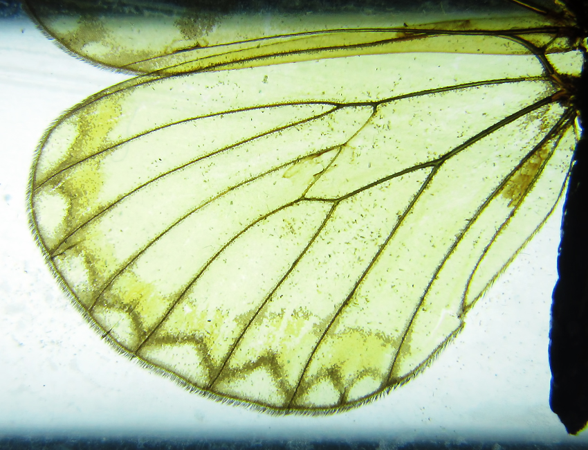 Le ali delle farfalle, meraviglia dell’evoluzione