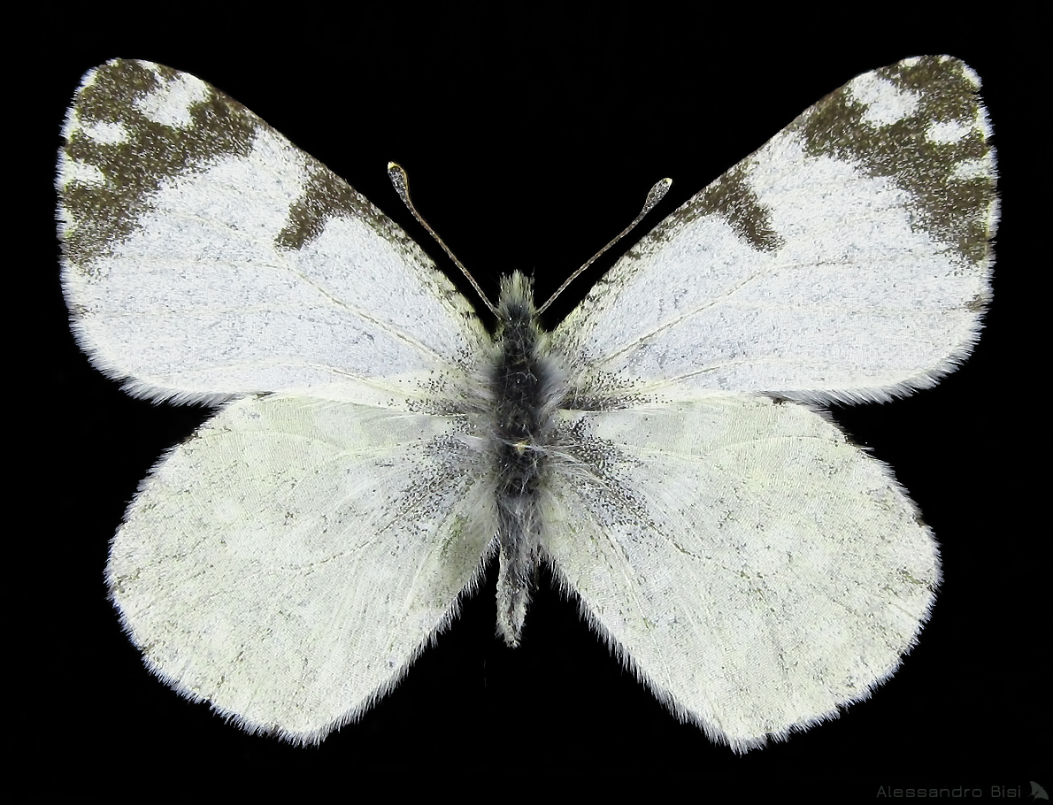 Euchloe insularis