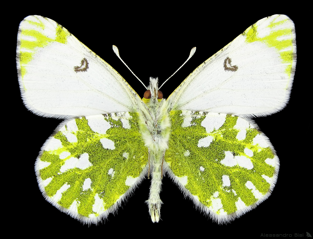 Euchloe simplonia