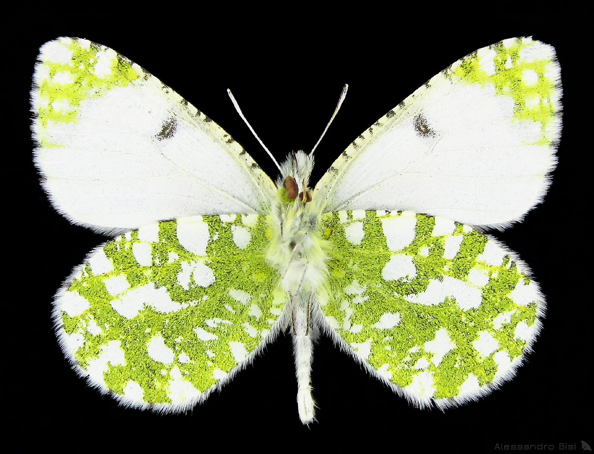 Euchloe tagis