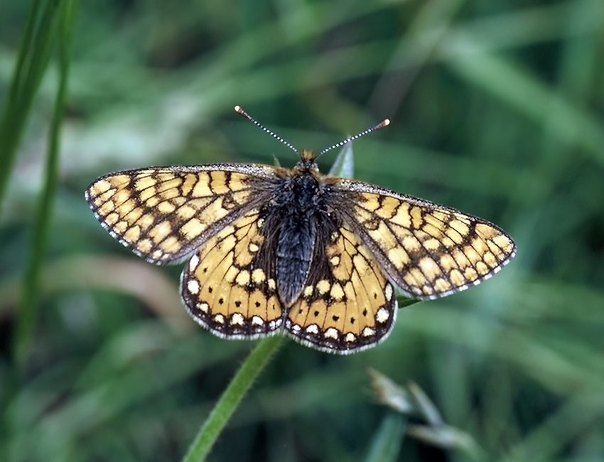 Euphydryas aurinia