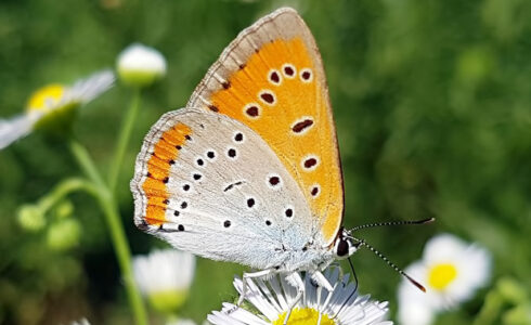 Lycaena dispar