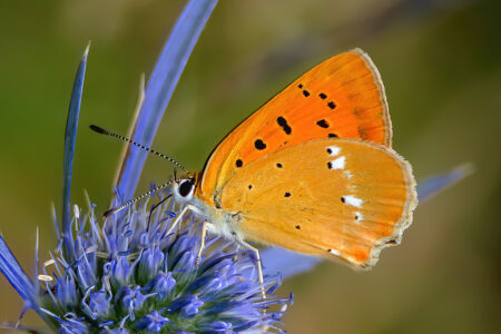 Lycaena virgaureae (Linnaeus, 1758)