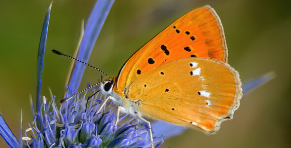 Lycaena virgaureae