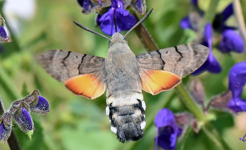 Macroglossum stellatarum