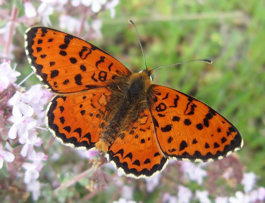 Melitaea didyma