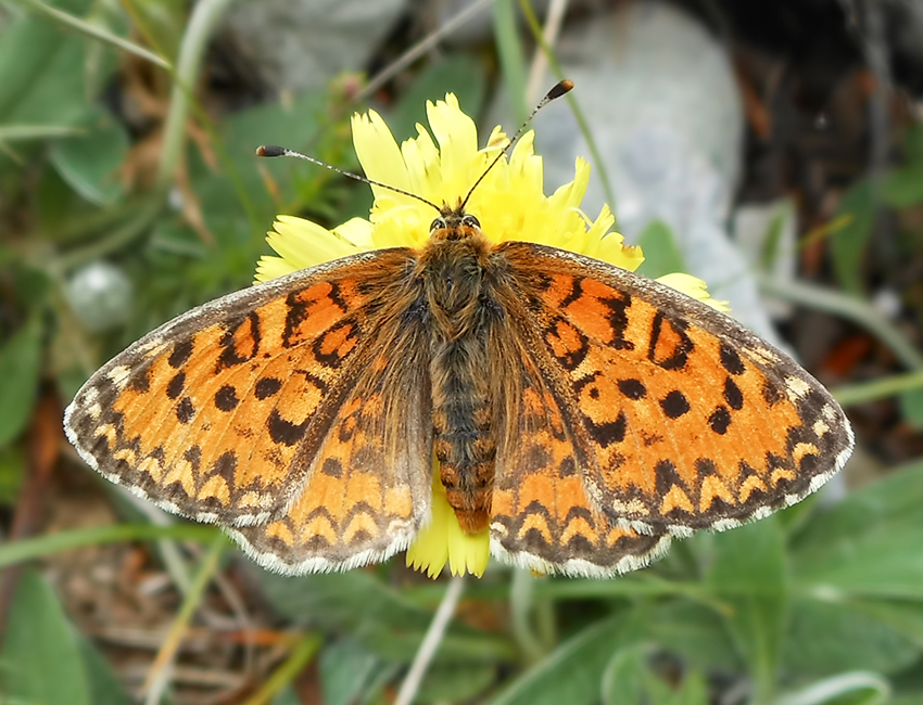 Melitaea trivia