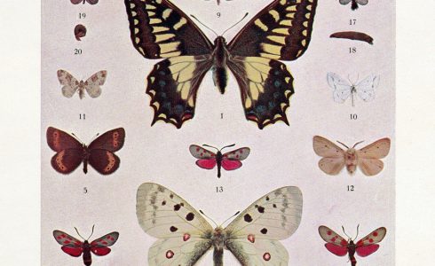 Forme di Lepidotteri esclusivamente italiane: Tavole (1905)