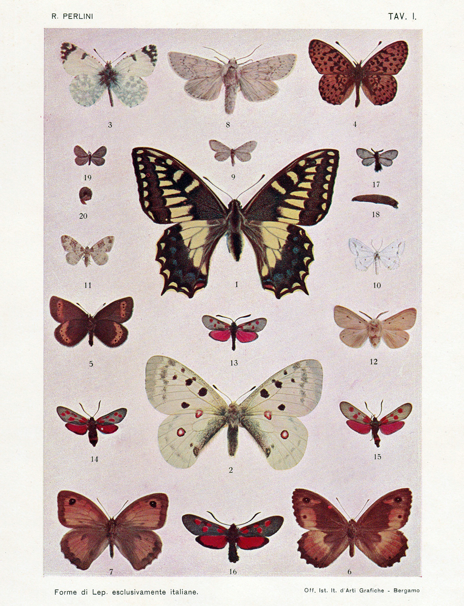 Forme di Lepidotteri esclusivamente italiane: Tavole (1905)