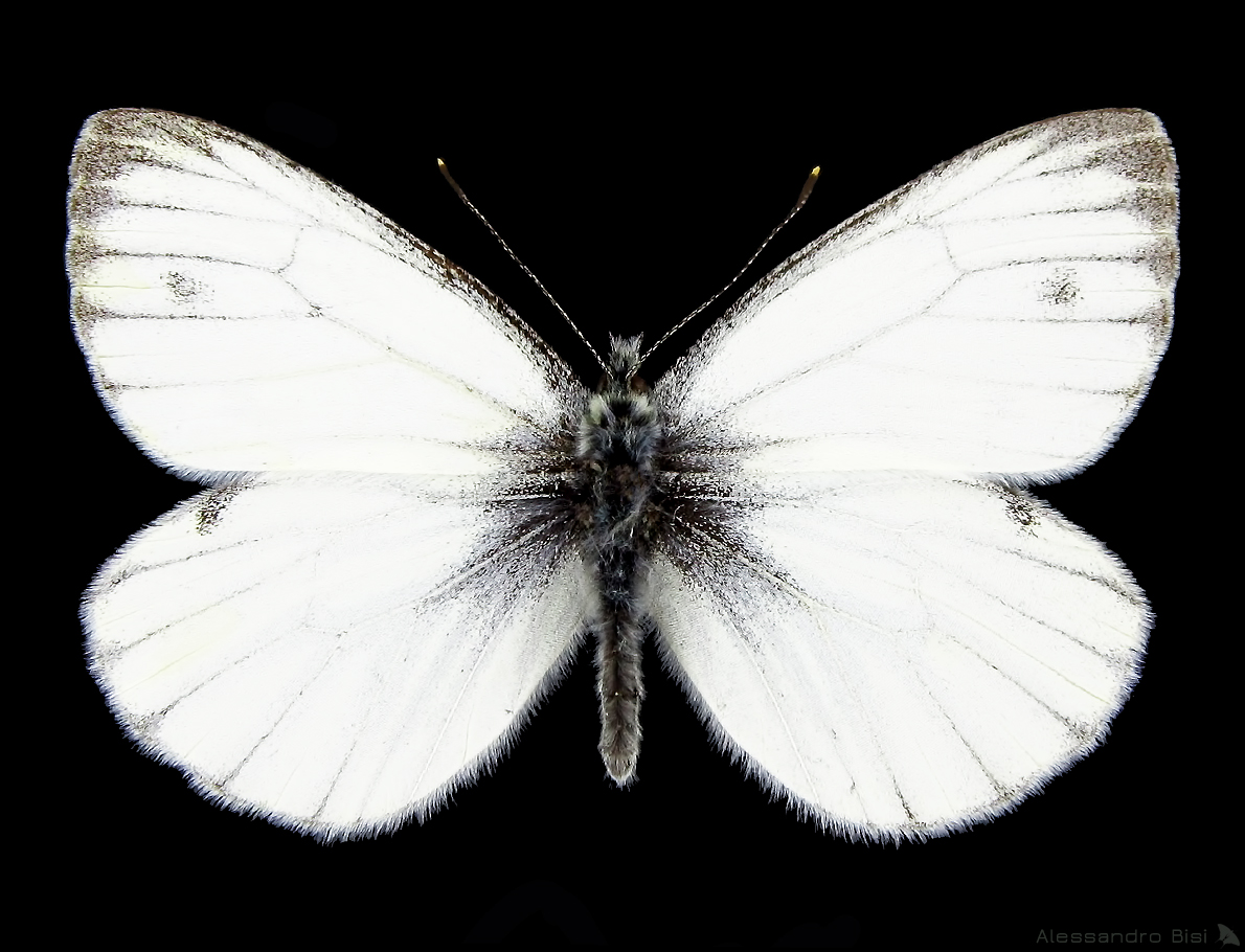 Pieris bryoniae