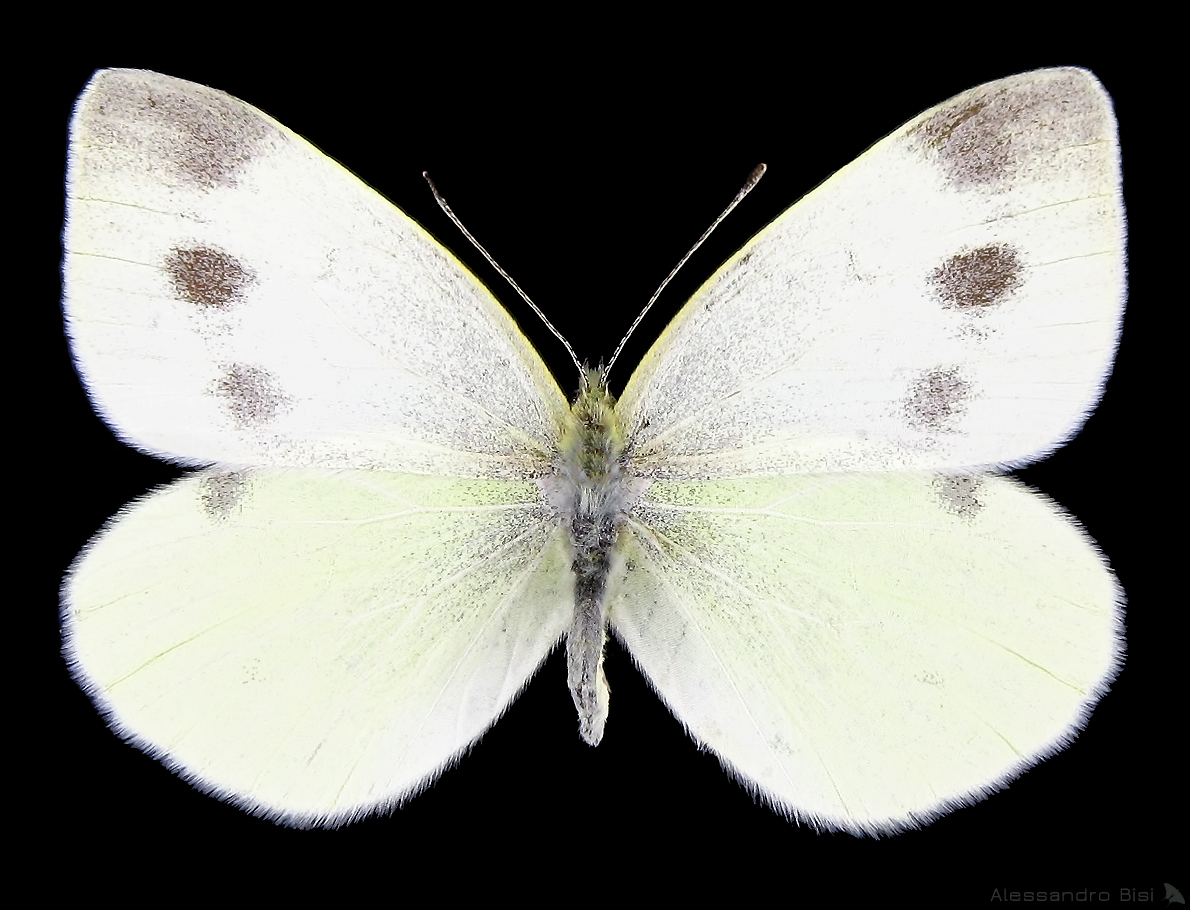 Pieris ergane