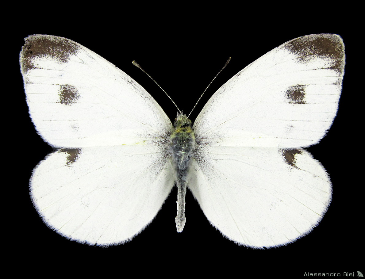 Pieris mannii