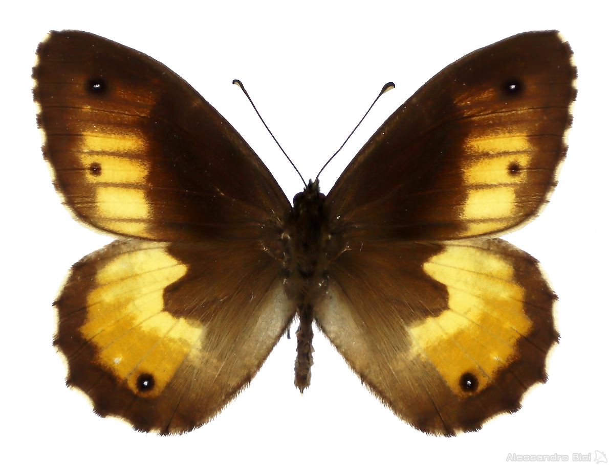 Hipparchia neomiris