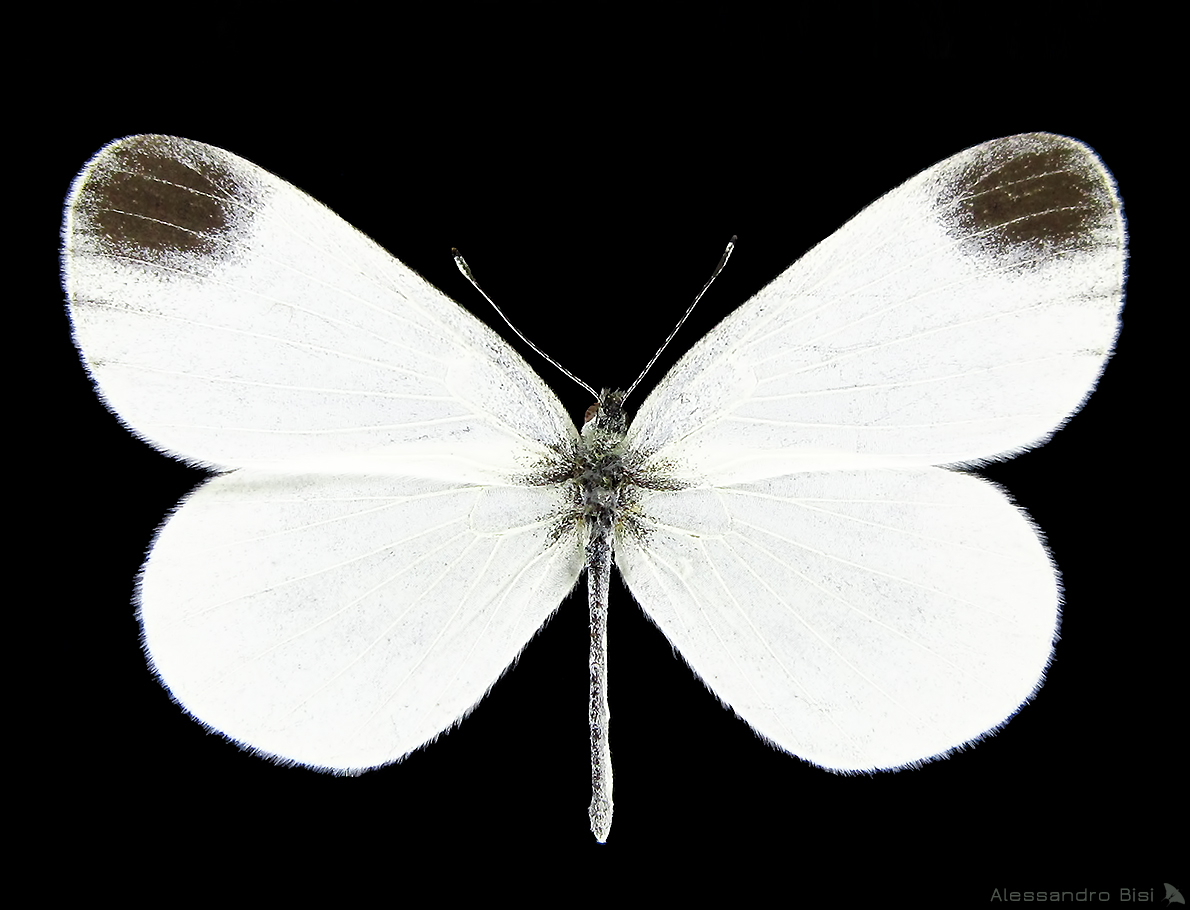 Leptidea juvernica