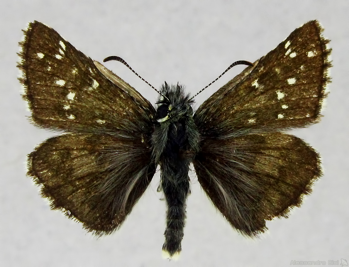 Pyrgus warrenensis