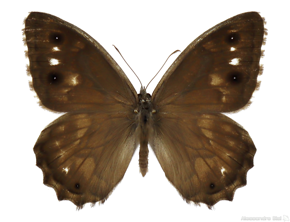 Hipparchia fidia