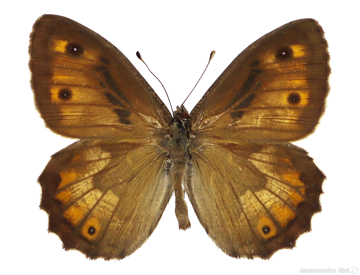 Hipparchia sbordonii