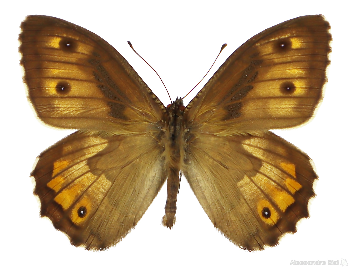 Hipparchia semele