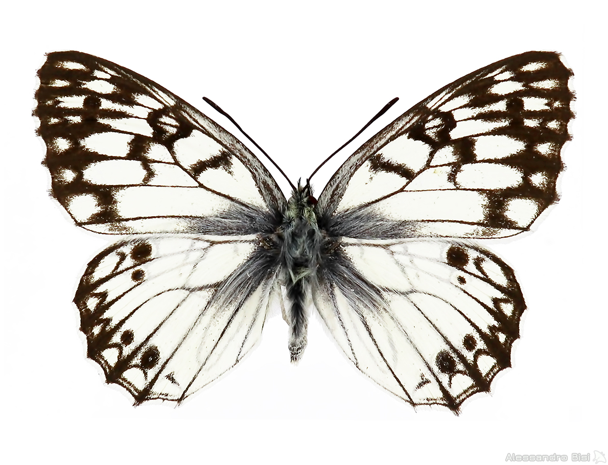 Melanargia pherusa