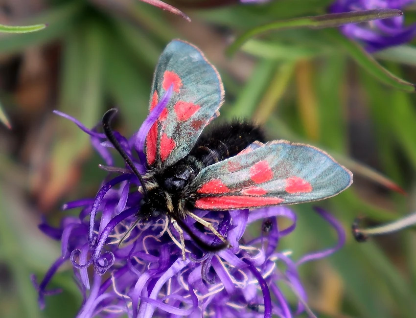 Zygaena exulans