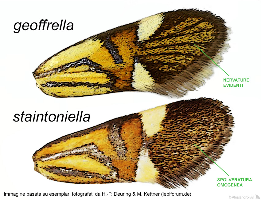 Alabonia staintoniella