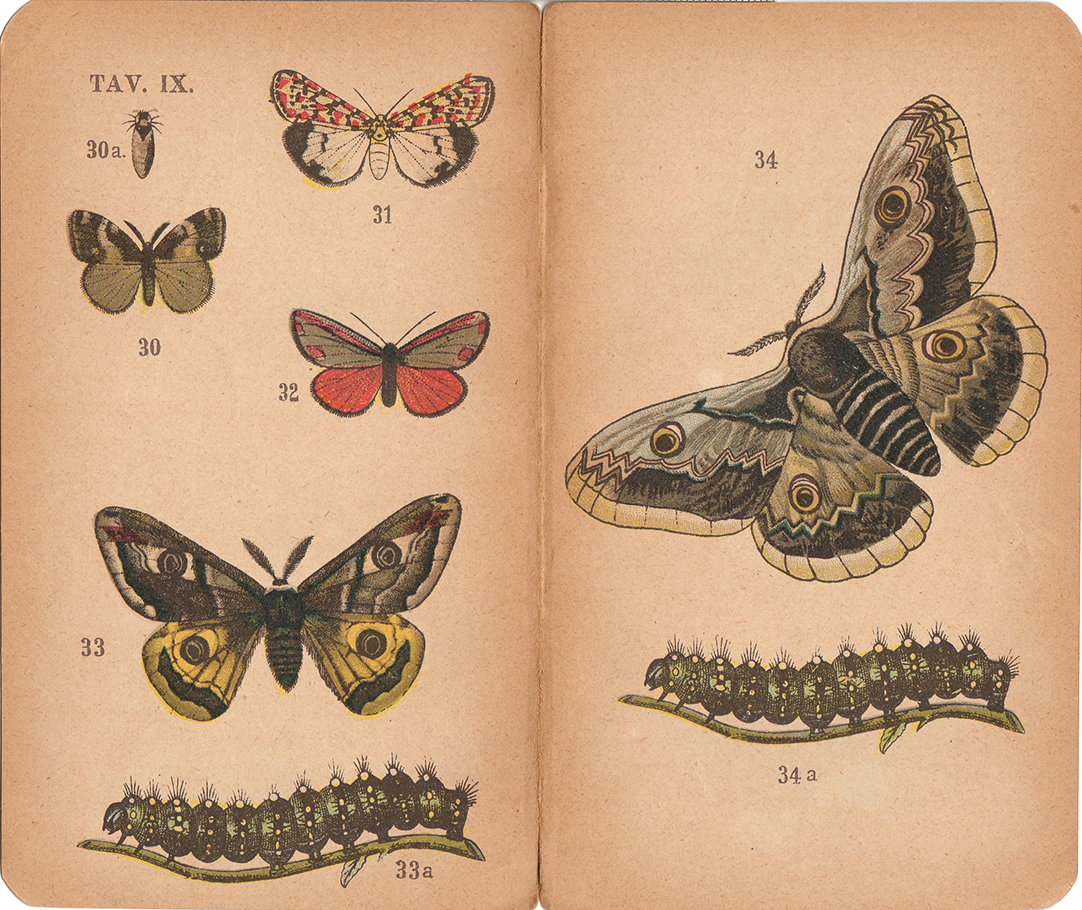 Le tavole del Piccolo Atlante di Storia Naturale di U. Valbusa (1907)
