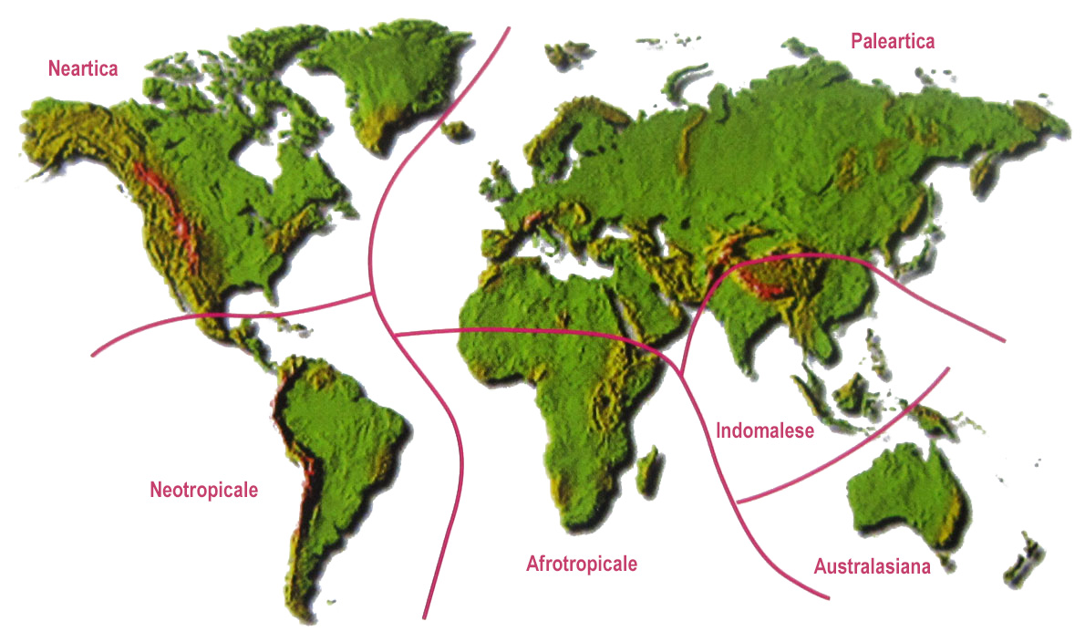 Universo dei Lepidotteri: Distribuzione delle farfalle ed Ecozone