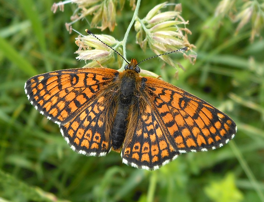 Melitaea cinxia