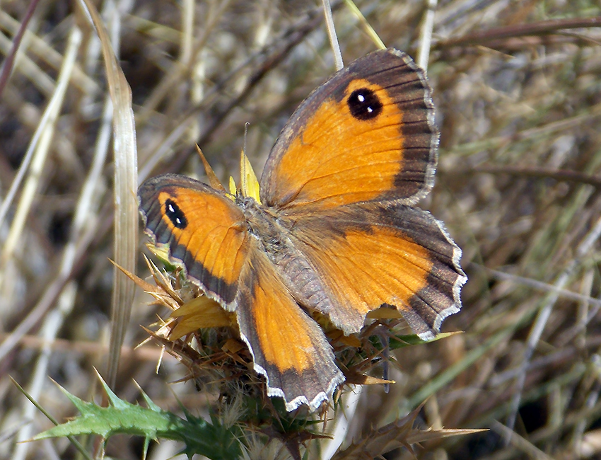 Pyronia cecilia