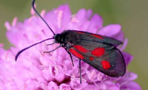 Zygaena romeo