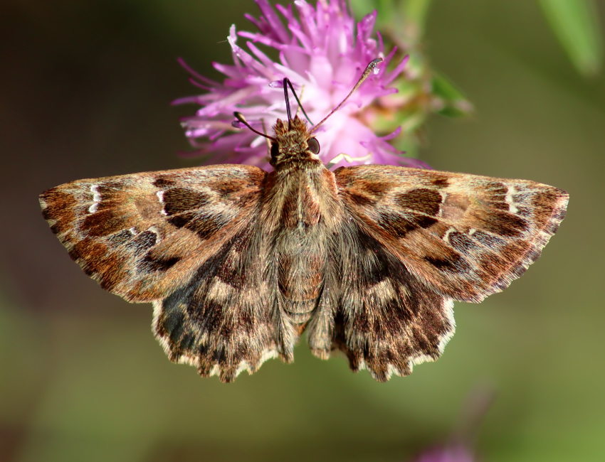 Carcharodus alceae