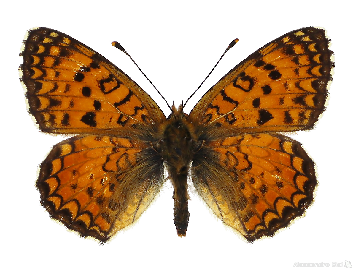 Melitaea aetherie