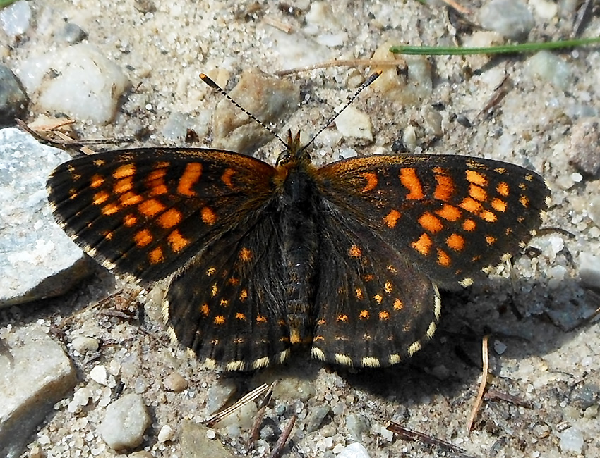 Melitaea diamina