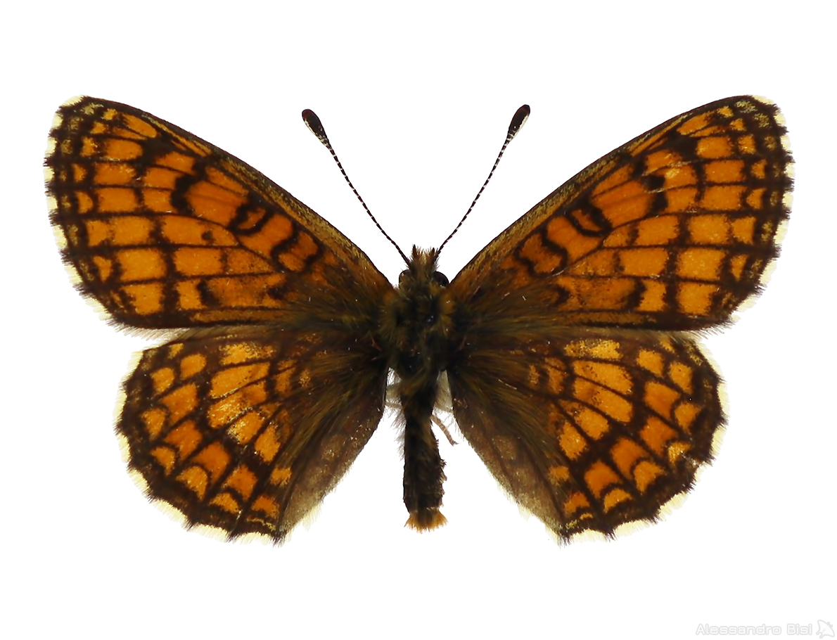 Melitaea parthenoides