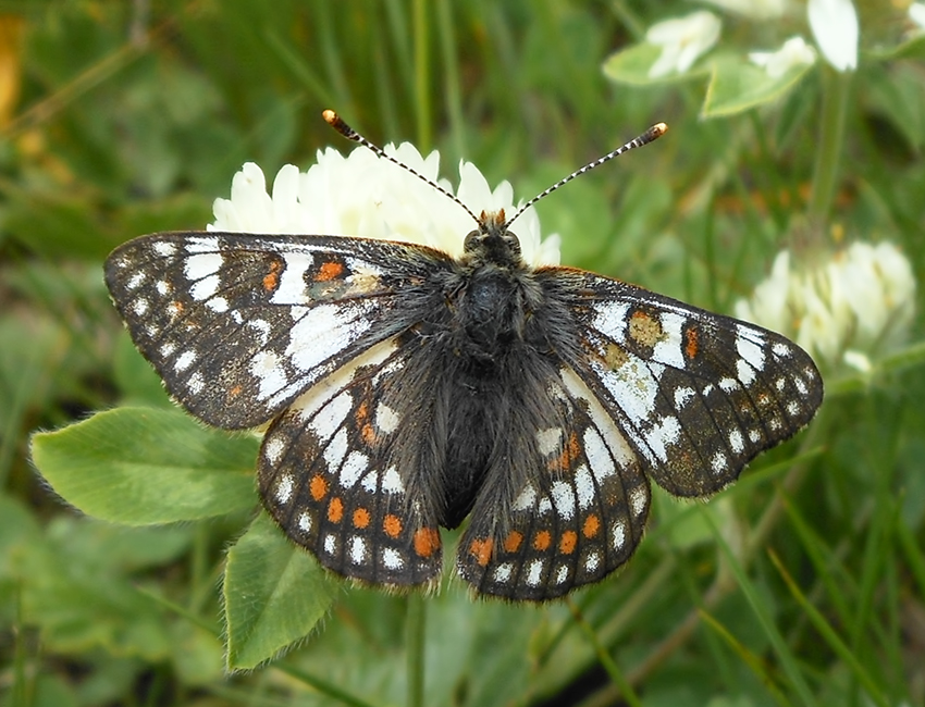 Euphydryas cynthia