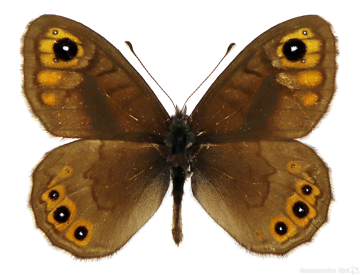 Lasiommata petropolitana